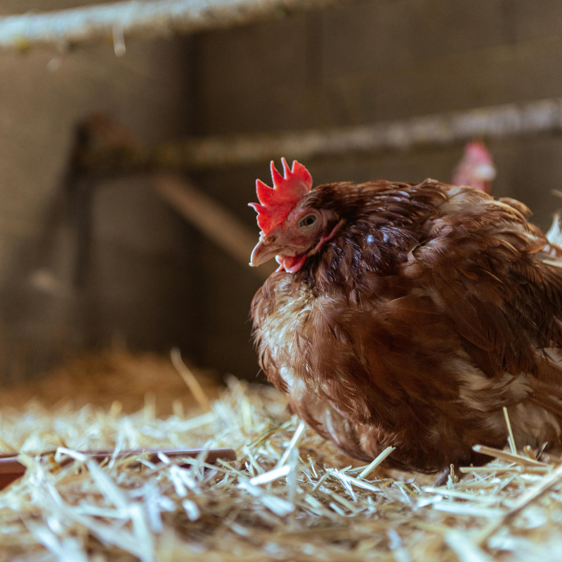 Nosnice a vše o nich