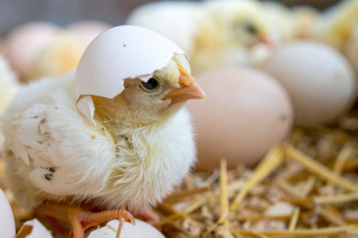 Nosnice a vše o nich