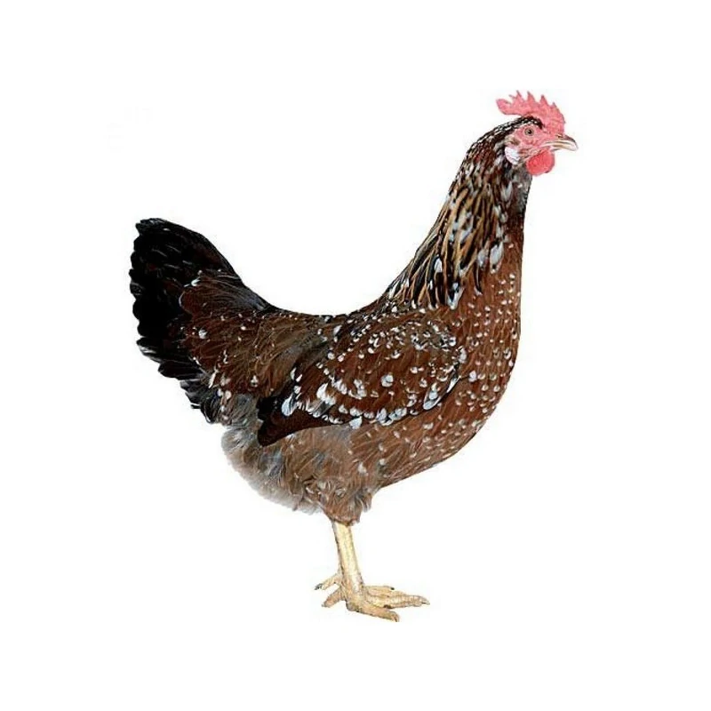 Dominant tricolor - krémová skořápka