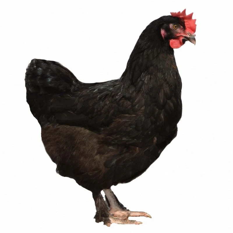 Dominant dark shell - tmavě hnědá skořápka
