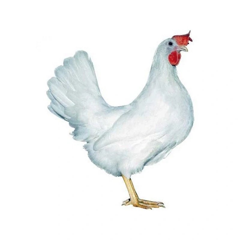 Dominant leghorn - bílá skořápka