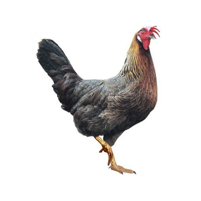 Dominant koroptví - bílá a krémová skořápka