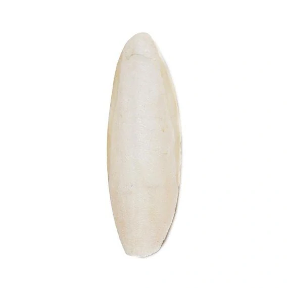 Kost sépiová 20cm (+/-3cm) 1 ks