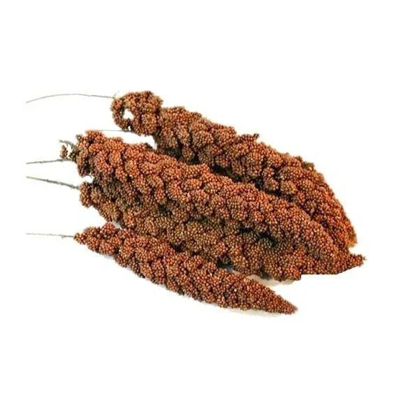 Avicentra senegalské proso klasy 100g