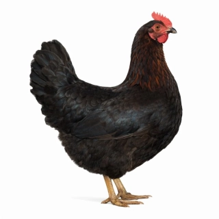 Dominant Černý - hnědá skořápka