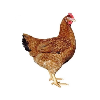 Dominant Červeně Žíhaný - hnědá skořápka
