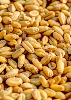 Pšenice pytlovaná 25 kg