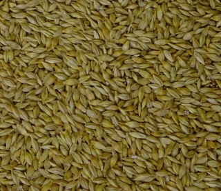 Ječmen 1 kg