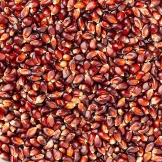 Kukuřice rudá 1 kg