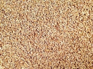 Oves loupaný 1 kg