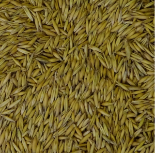 Oves pluchatý žlutý 1 kg