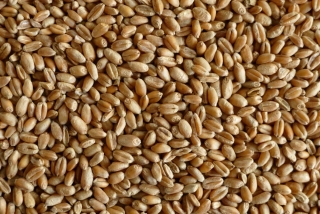 Pšenice 1 kg