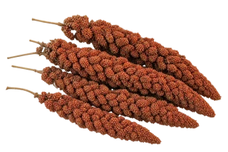 Proso senegalské klasy volně - 1kg