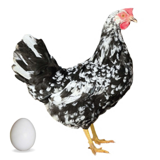 Dominant Leghorn D601 - bílá skořápka