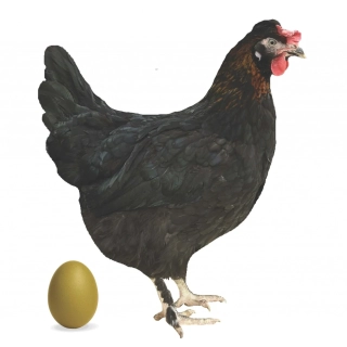 Dominant Dark green shell - tmavě zelená skořápka