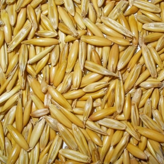 Oves pytlovaný 20 kg