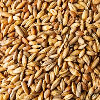 Ječmen jarní pytlovaný 20 kg